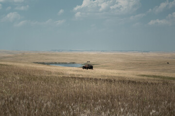 Bison Alone in the Plains