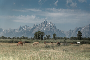 Heard of Horses Eating by the Mountains