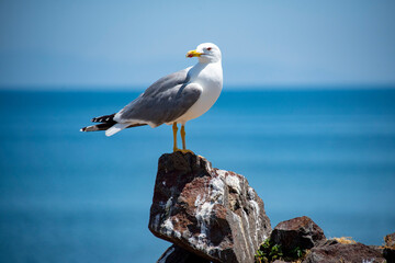 Audouin's Gull in Nora Lagoon - Sardinia - Italy