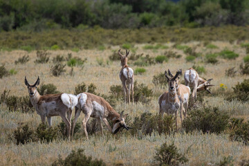 Pronghorn Antelope