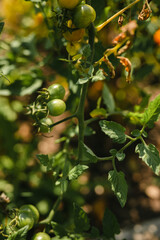 Green cherry tomatoes growing on vine in the summer