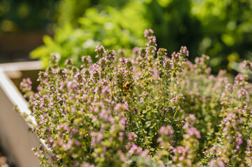 Honey bee gathering pollen from flowering thyme herb plant (thymus serpyllum)
