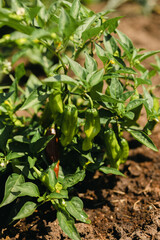 Obraz premium Fresh shishito chili peppers on plant in vegetable garden