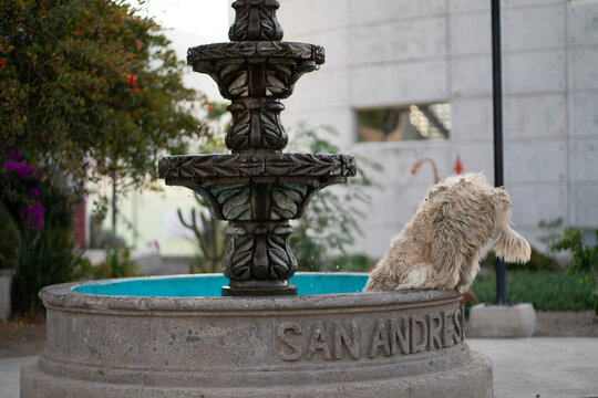 Perro callejero jugando en fuente