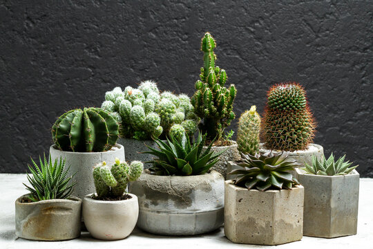 Group of beautiful cacti planted in cement pot and on a black background