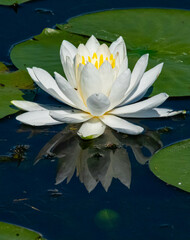 Floating Waterlily