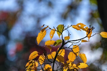 木漏れ日浴びて輝くきれいに色づいた黄葉