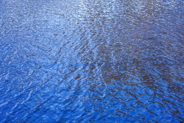 メタセコイヤの黄葉と青空を映す水面の情景