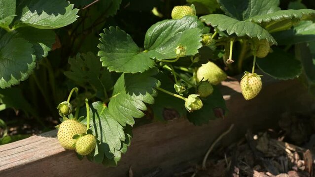 Green unripe strawberries growing in strawberry bush in a raised garden