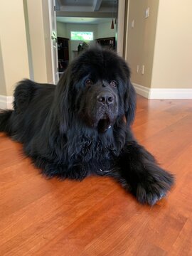 Newfoundland dog laying on hardwood floors