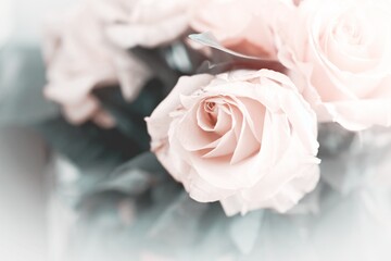 pastel rendering of roses in a bouquet with light borders for backgrounds and composites