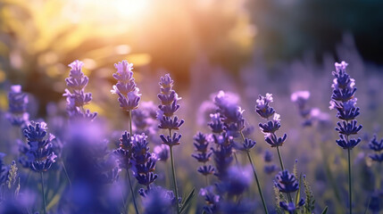 Obraz premium Lavender flowers in nature