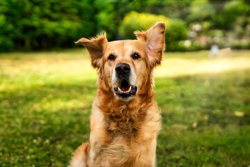 golden retriever dog