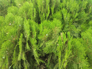 Hesperocyparis macrocarpa also known as Cupressus macrocarpa.Monterey cypress is a coniferous tree.