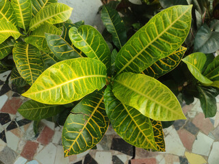 Codiaeum variegatum, Also known fire croton, garden croton, or variegated croton is a species of plant in the genus Codiaeum. © Jahid