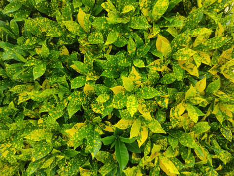 Aucuba japonica, commonly called spotted laurel,Japanese laurel,Japanese aucuba or gold dust plant.