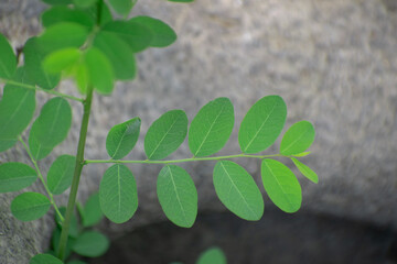 Phyllanthus tenellus is a herbaceous plant in the leafflower family, Phyllanthaceae. It is commonly called Mascarene Island leaf flower.