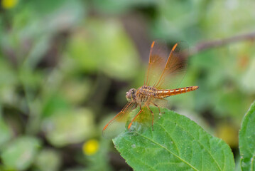 Grasshoppers are a group of insects belonging to the suborder Caelifera.Grasshoppers are typically ground-dwelling insects with powerful hind legs.