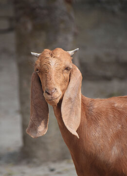 The Beetal goat is a breed from the Punjab region of India and Pakistan is used for milk and meat production. It is similar to the Jamnapari goat and the Malabari goat.