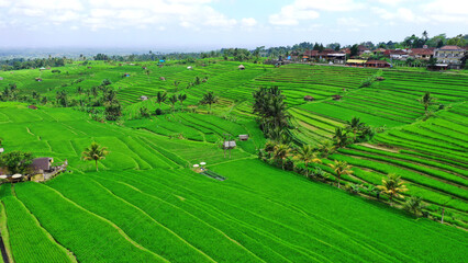 Fototapeta na wymiar landscape of region, jatiluwih village west bali