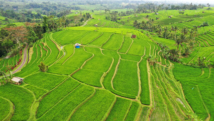 rice terraces island