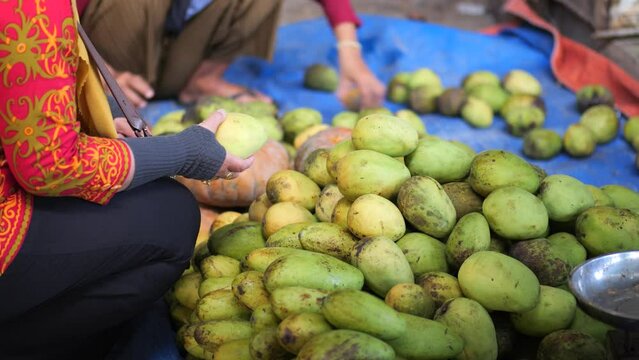Holding mango. Green Mango In Woman Hands. Hand picking fresh mangoes.