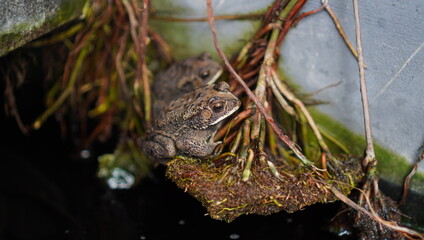 Twin frogs
