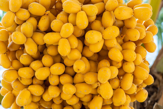 close up of yellow dates fruit