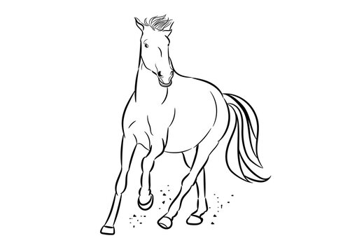 graphics image drawing horse running, outline stroke line illustration transparency