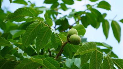 Fresh ripe walnuts on branches