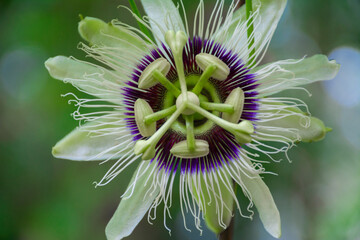 passion fruits flower