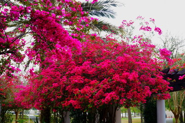 purple Blooming purple flower, bougainvillea glabra	