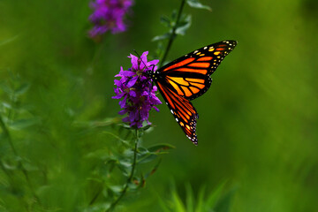 monarch butterfly on a flower