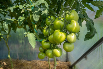 A lot of green tomatoes on a bush in a greenhouse. Tomato plants in greenhouse. Green tomatoes plantation. Organic farming, young tomato plants growth in greenhouse.