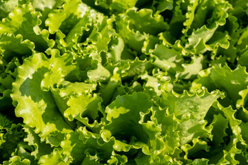 Fresh green lettuce leaves in vegetable garden close up. Organically grown lettuce in soil. Organic farming in the countryside