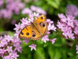 orange butterfly on pink flower