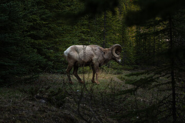 Obraz na płótnie Canvas Goat on the mountain, Jasper Alberta