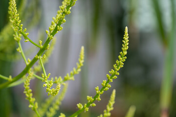 Close up Bouquet of Dracaena loureiri Gagnep flowers over blurred background.