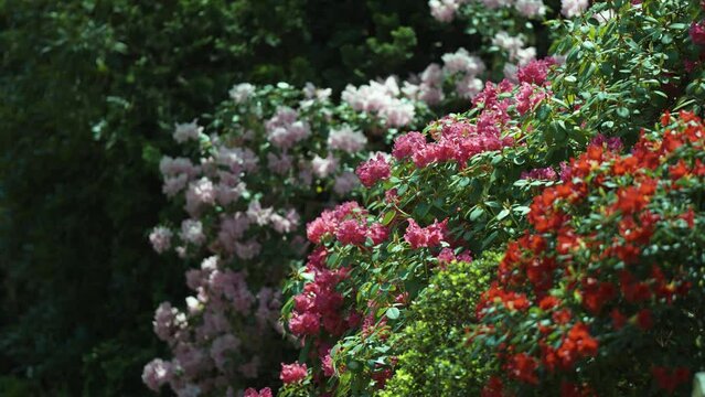 Beautiful rhododendrons in full bloom - red, dark pink, and pale pink flowers cover the bushes. Slow-motion parallax sho.