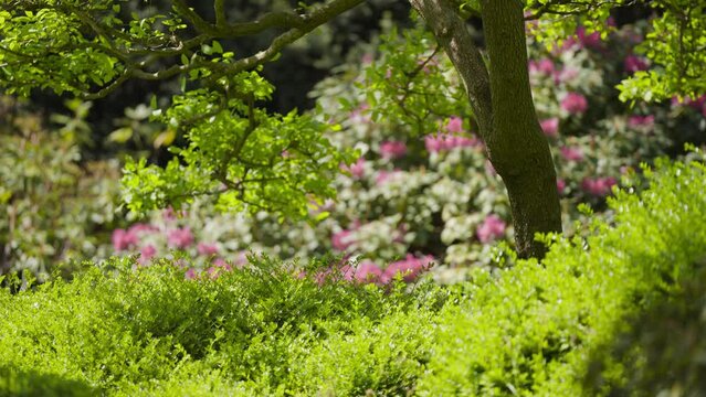 Lush vegetation in the botanical garden. Beautiful blooming rhododendrons in the background. Slow-motion parallax shot.