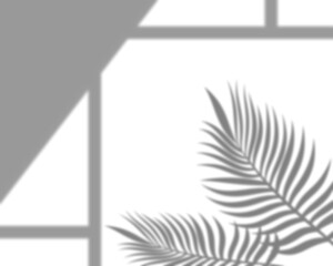 Shadow overlay effects with tropical palm leaves transparent background