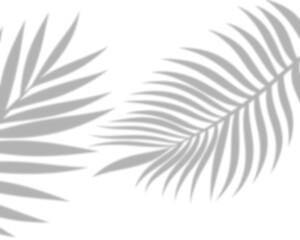 Tropical palm leaves shadow overlay transparent background