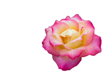 Hybrid tea rose isolated on white background with clipping path.