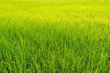 Beautiful green ricefield in countryside. Rice plantation. Rice agriculture.