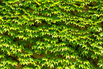 Natural ivy green background and leaf wall and texture