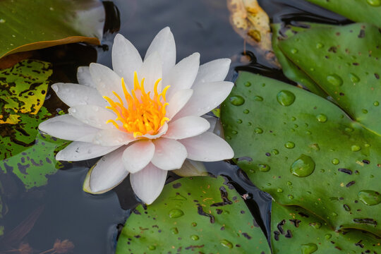 Beautiful blossom waterlily or lotus flower in pond
