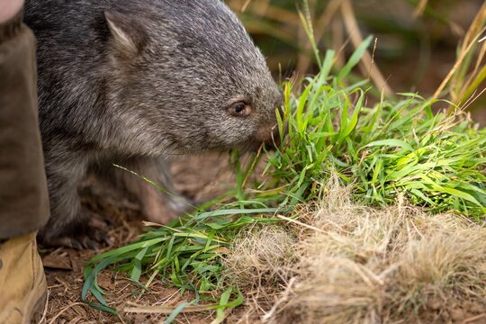 Beautiful wombat in the Australian bush, in a tasmanian park. Australian wildlife in a national park in Australia.