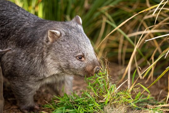 Beautiful wombat in the Australian bush, in a tasmanian park. Australian wildlife in a national park in Australia.