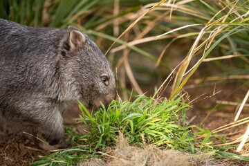 Beautiful wombat in the Australian bush, in a tasmanian park. Australian wildlife in a national park in Australia.
