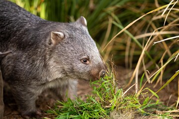 Naklejka na ściany i meble Beautiful wombat in the Australian bush, in a tasmanian park. Australian wildlife in a national park in Australia.